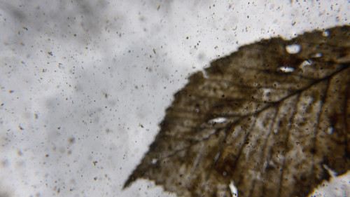 Leafs; Publicdomain; Cc0; Freeimage;.jpg