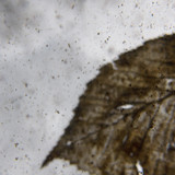 Leafs; Publicdomain; Cc0; Freeimage;