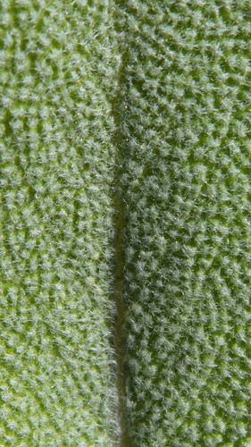 Flora Leafs Tree Publicdomain (173).jpg