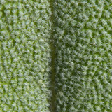 Flora Leafs Tree Publicdomain (173)