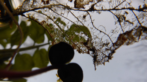 Leafs; Publicdomain; Cc0; Freeimage;.jpg