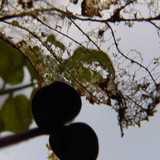 Leafs; Publicdomain; Cc0; Freeimage;