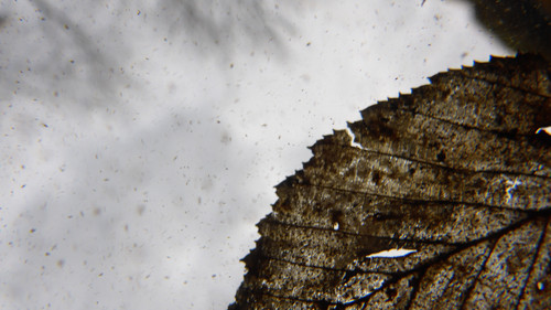 Leafs; Publicdomain; Cc0; Freeimage;.jpg