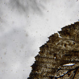 Leafs; Publicdomain; Cc0; Freeimage;