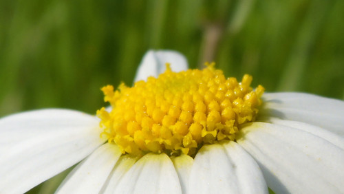 Flower; Publicdomain; Cc0; Freeimage;.jpg