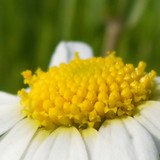 Flower; Publicdomain; Cc0; Freeimage;