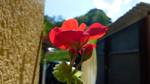 Flower; Publicdomain; Cc0; Freeimage;.jpg