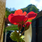 Flower; Publicdomain; Cc0; Freeimage;