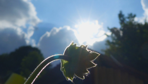 Flower; Publicdomain; Cc0; Freeimage;.jpg