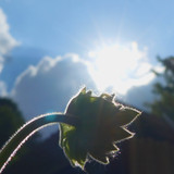 Flower; Publicdomain; Cc0; Freeimage;