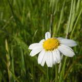 Flower; Publicdomain; Cc0; Freeimage;