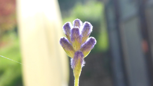 Flower; Publicdomain; Cc0; Freeimage;.jpg