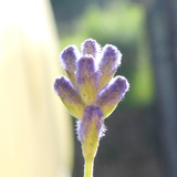 Flower; Publicdomain; Cc0; Freeimage;