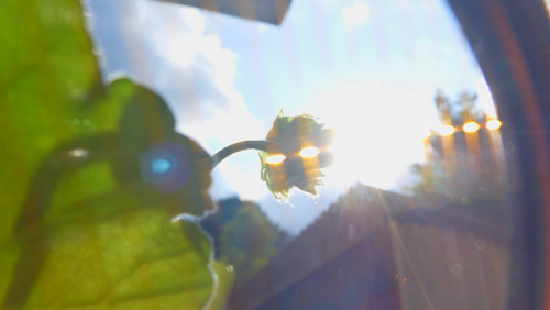 Flower; Publicdomain; Cc0; Freeimage;.jpg