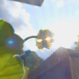 Flower; Publicdomain; Cc0; Freeimage;