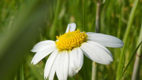 Flower; Publicdomain; Cc0; Freeimage;.jpg