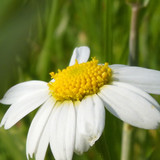 Flower; Publicdomain; Cc0; Freeimage;