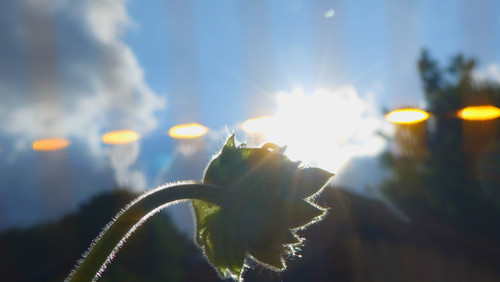 Flower; Publicdomain; Cc0; Freeimage;.jpg