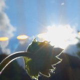 Flower; Publicdomain; Cc0; Freeimage;