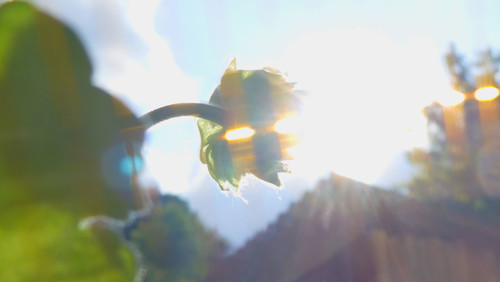 Flower; Publicdomain; Cc0; Freeimage;.jpg