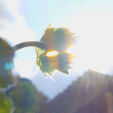 Flower; Publicdomain; Cc0; Freeimage;