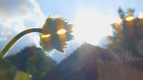 Flower; Publicdomain; Cc0; Freeimage;.jpg