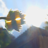 Flower; Publicdomain; Cc0; Freeimage;