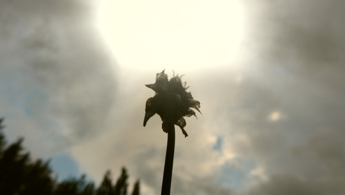 Flower; Publicdomain; Cc0; Freeimage;.jpg