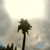 Flower; Publicdomain; Cc0; Freeimage;