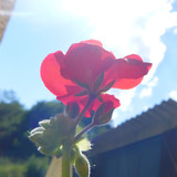 Flower; Publicdomain; Cc0; Freeimage;