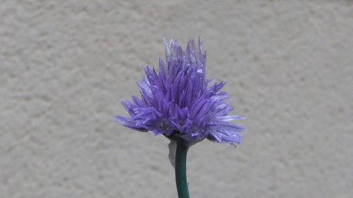 Flower; Publicdomain; Cc0; Freeimage;.jpg