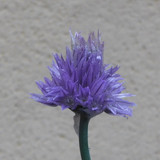 Flower; Publicdomain; Cc0; Freeimage;