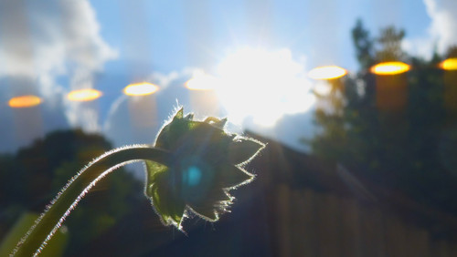 Flower; Publicdomain; Cc0; Freeimage;.jpg