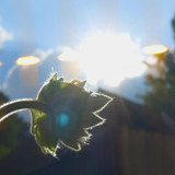 Flower; Publicdomain; Cc0; Freeimage;