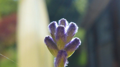 Flower; Publicdomain; Cc0; Freeimage;.jpg