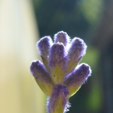 Flower; Publicdomain; Cc0; Freeimage;