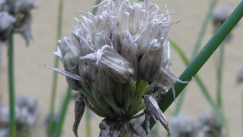 Flower; Publicdomain; Cc0; Freeimage;.jpg