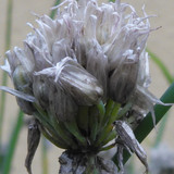 Flower; Publicdomain; Cc0; Freeimage;