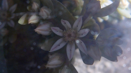 Flower; Publicdomain; Cc0; Freeimage;.jpg