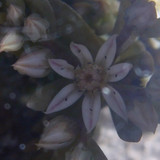 Flower; Publicdomain; Cc0; Freeimage;