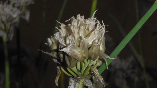 Flower; Publicdomain; Cc0; Freeimage;.jpg