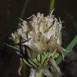 Flower; Publicdomain; Cc0; Freeimage;