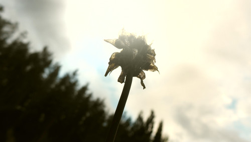 Flower; Publicdomain; Cc0; Freeimage;.jpg