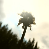 Flower; Publicdomain; Cc0; Freeimage;