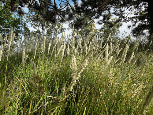 Magic Grass Field.jpg