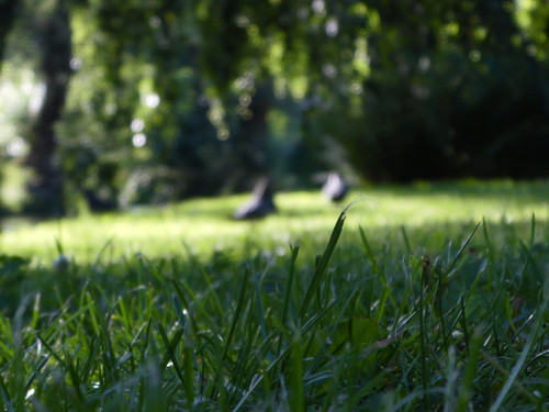 Grass; Publicdomain; Cc0; Freeimage;.jpg