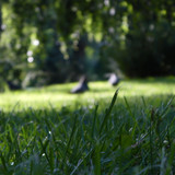 Grass; Publicdomain; Cc0; Freeimage;