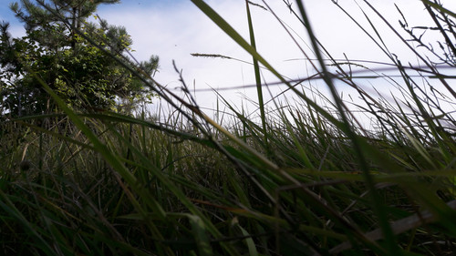 Nature Flow Grass.jpg