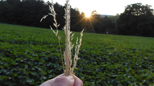 Grass; Publicdomain; Cc0; Freeimage;.jpg