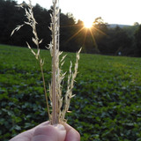 Grass; Publicdomain; Cc0; Freeimage;